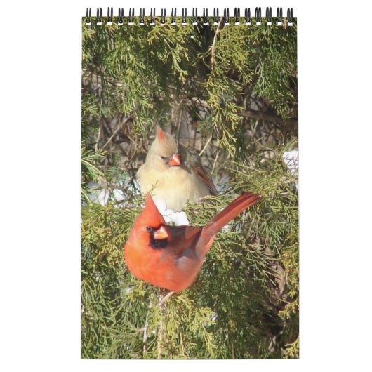 A Jaar van kardinaalkalender Kalender (Hoes)