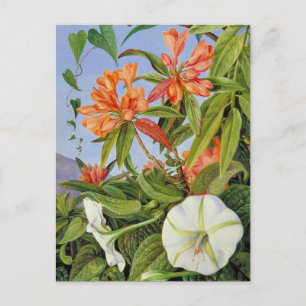 A Javan Rhododendrum en Ipomoea Briefkaart