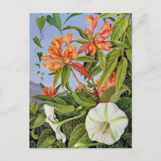 A Javan Rhododendrum en Ipomoea Briefkaart (Voorkant)