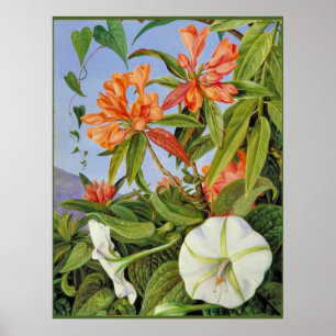 A Javan Rhododendrum en Ipomoea Poster