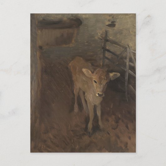 A Jersey Calf Briefkaart (Voorkant)