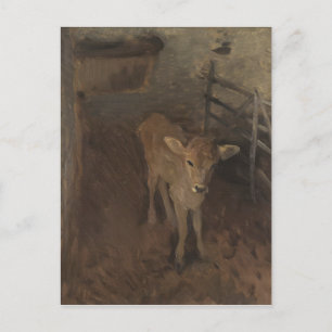 A Jersey Calf Briefkaart