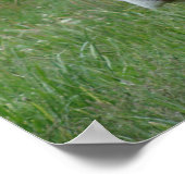 A Jersey Koe Poster (Hoek)