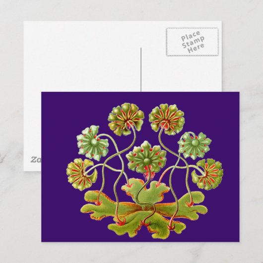 A Levermos Briefkaart (Voorkant / Achterkant)