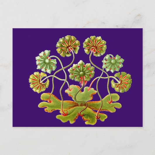 A Levermos Briefkaart (Voorkant)