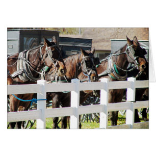A Line of Amish Horses