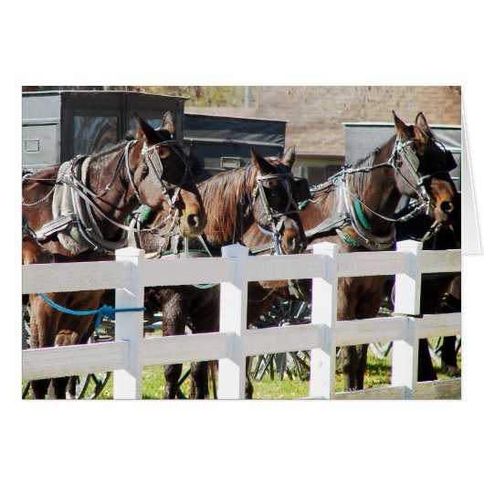 A Line of Amish Horses (Voorkant Horizontaal)