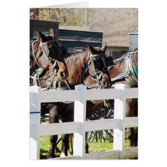 A Line of Amish Horses (Voorkant)