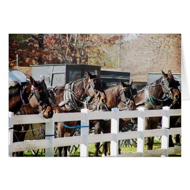 A Line of Amish Horses (Voorkant Horizontaal)