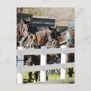 A Line of Amish Horses Briefkaart