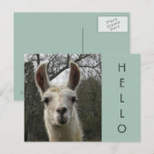 A Llama Hallo Briefkaart (Voorkant / Achterkant)