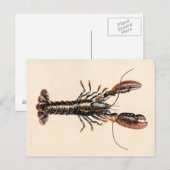A Lobster from Solva Briefkaart (Voorkant / Achterkant)