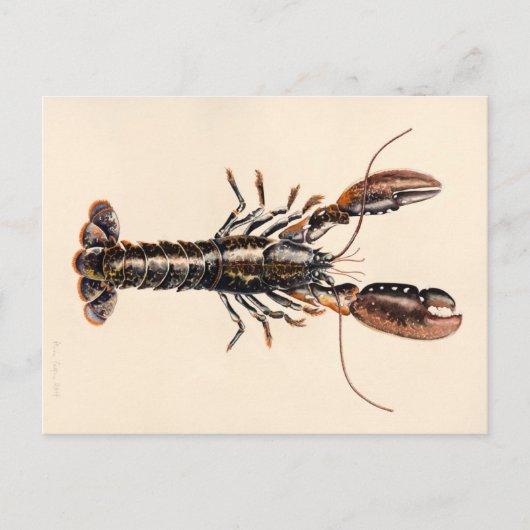 A Lobster from Solva Briefkaart (Voorkant)