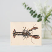 A Lobster from Solva Briefkaart (Staand voorkant)