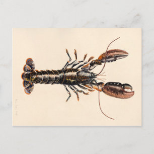 A Lobster from Solva Briefkaart