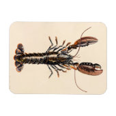 A Lobster from Solva Magneet (Horizontaal)