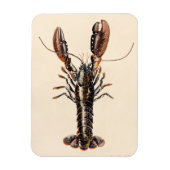 A Lobster from Solva Magneet (Verticaal)