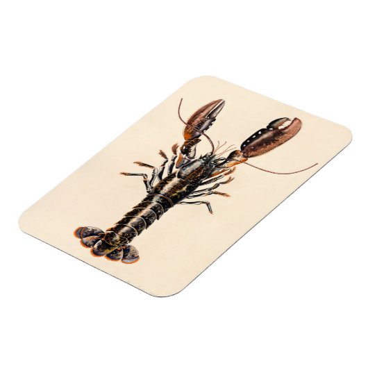 A Lobster from Solva Magneet (Linkerzijde)