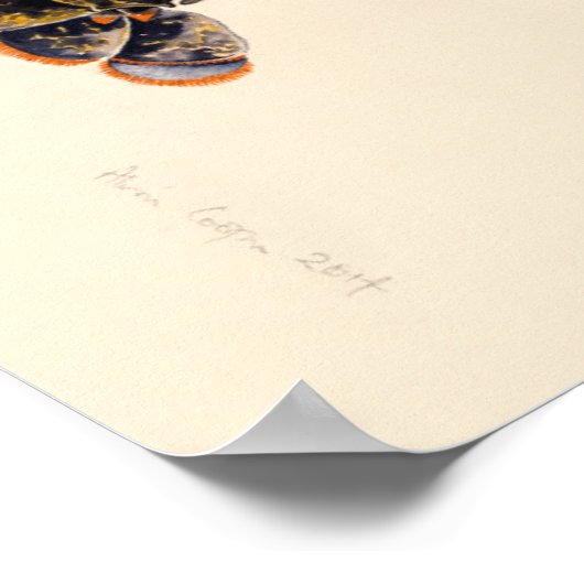 A Lobster from Solva Poster (Hoek)