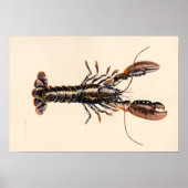 A Lobster from Solva Poster (Voorkant)