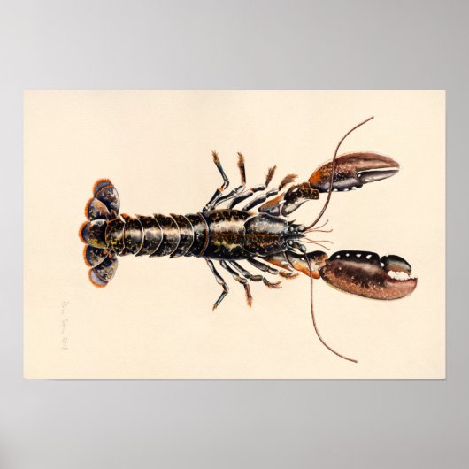 A Lobster from Solva Poster (Voorkant)