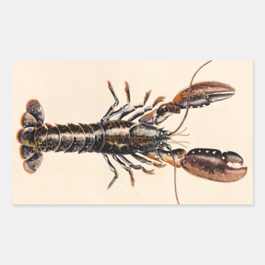 A Lobster from Solva Rechthoekige Sticker (Voorkant)