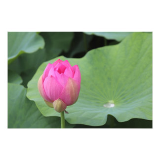 A Lotus Bud and the Morning Dew Foto Afdruk