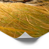 A Majestic Bengal Tiger Poster (Hoek)