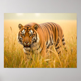 A Majestic Bengal Tiger Poster