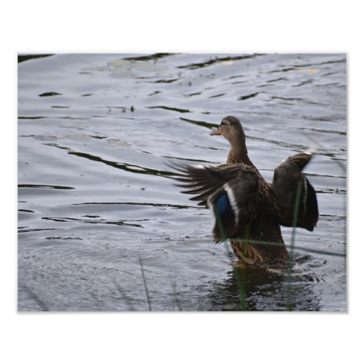 A Mallard duck flapping her wings. Foto Afdruk (Voorkant)