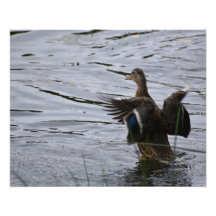 A Mallard duck flapping her wings