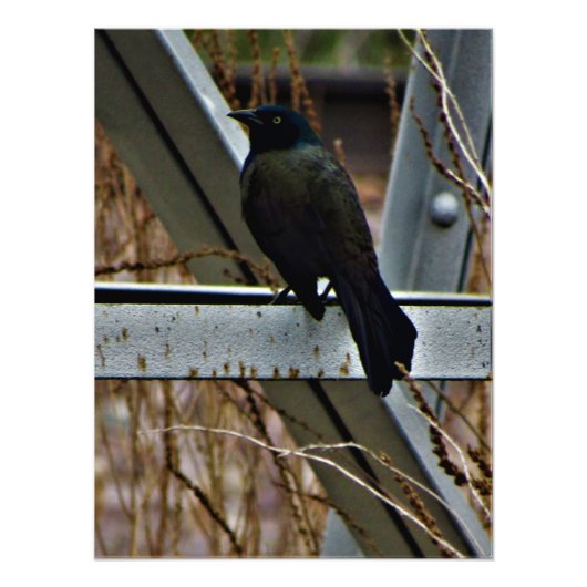 "A Messenger of Hope" Foto Afdruk (Voorkant)