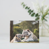 A Moment of Calm – White Tigers Postcard Briefkaart (Staand voorkant)