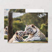 A Moment of Calm – White Tigers Postcard Briefkaart (Voorkant / Achterkant)