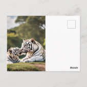 A Moment of Calm – White Tigers Postcard Briefkaart (Achterkant)
