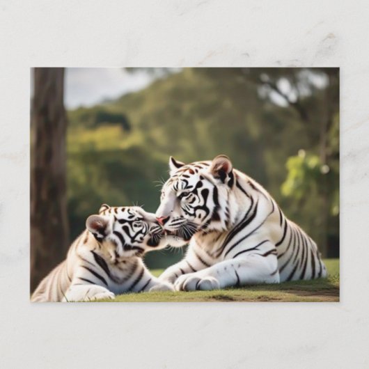 A Moment of Calm – White Tigers Postcard Briefkaart (Voorkant)