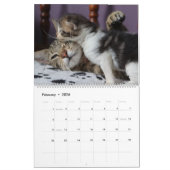 A MOTHERS LOVE MAMACAT & HER KITTENS KALENDER (Feb 2026)