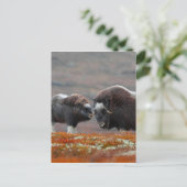 A Musk Ox en Calf Briefkaart (Staand voorkant)