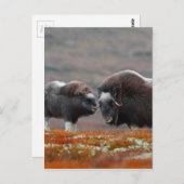 A Musk Ox en Calf Briefkaart (Voorkant / Achterkant)
