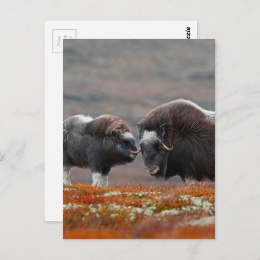 A Musk Ox en Calf Briefkaart (Voorkant / Achterkant)