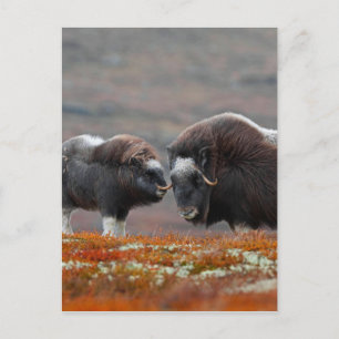 A Musk Ox en Calf Briefkaart