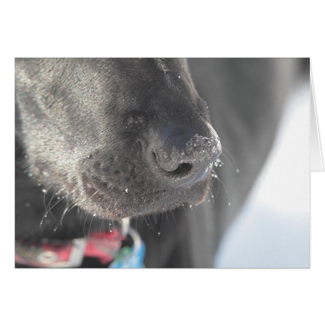 A Nose in Winter (Voorkant Horizontaal)