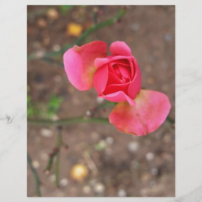 A November rosebud (Voorkant)