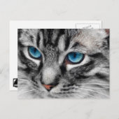 A-PAL - Silver Tabby Kat met blauwe ogen Sluiten Briefkaart (Voorkant / Achterkant)