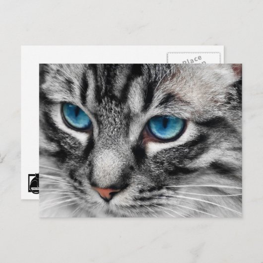 A-PAL - Silver Tabby Kat met blauwe ogen Sluiten Briefkaart (Voorkant / Achterkant)