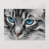 A-PAL - Silver Tabby Kat met blauwe ogen Sluiten Briefkaart (Voorkant)
