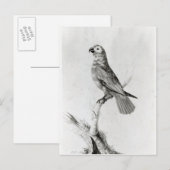A Parrot, 1786 Briefkaart (Voorkant / Achterkant)