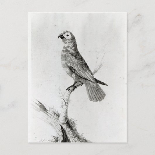 A Parrot, 1786 Briefkaart (Voorkant)