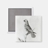 A Parrot, 1786 Magneet (Voorkant / Achterkant)