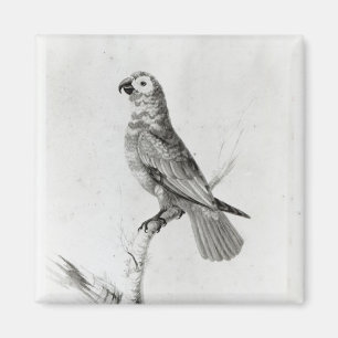 A Parrot, 1786 Magneet